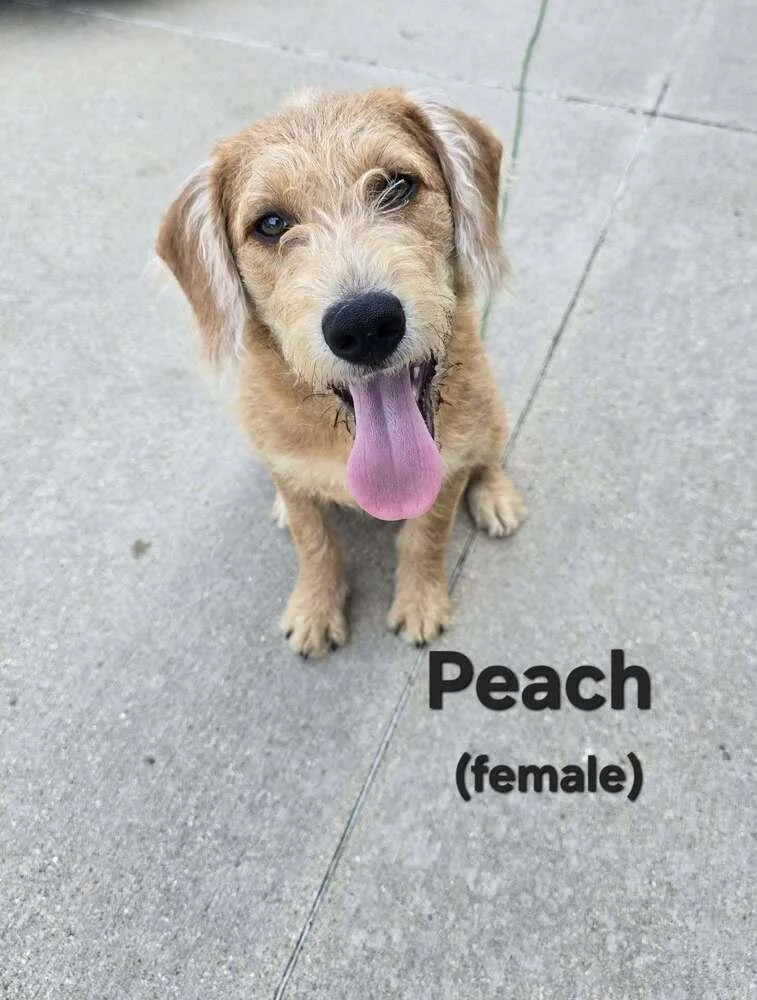 Peach