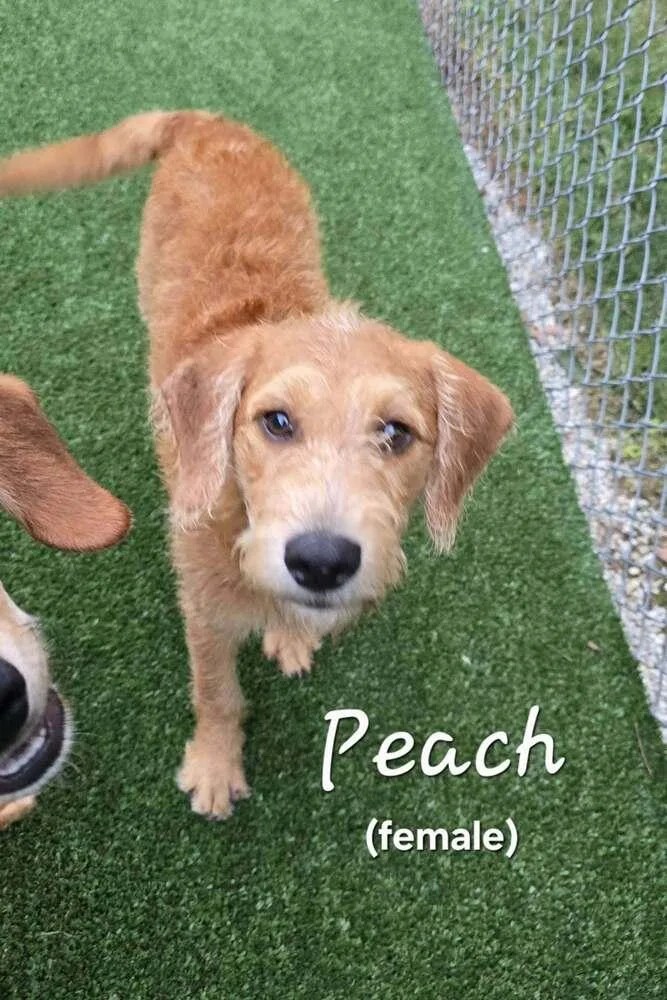 Peach thumbnail 3