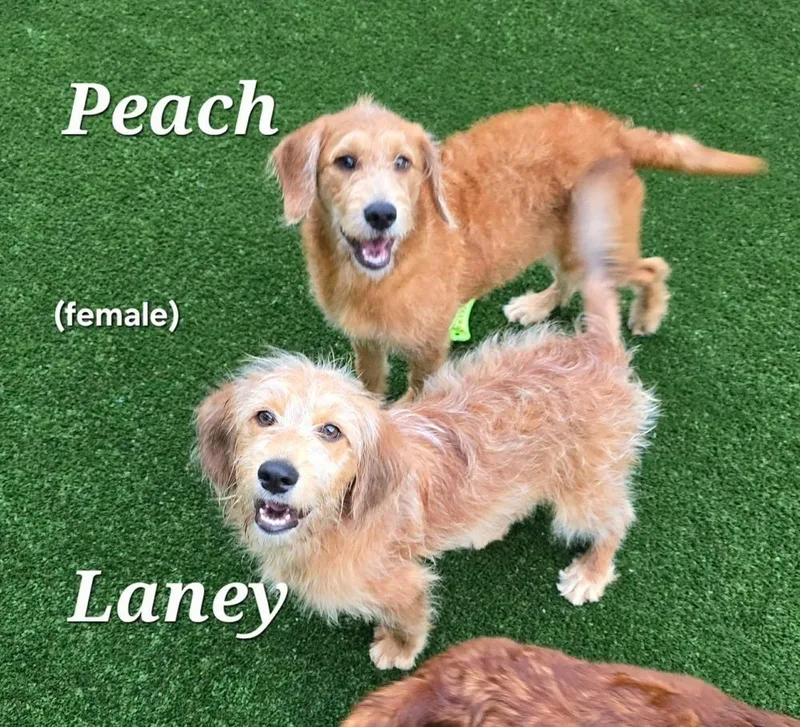 Peach thumbnail 4