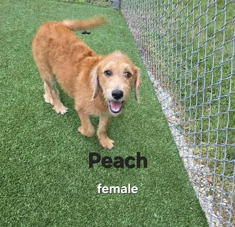 Peach thumbnail 5