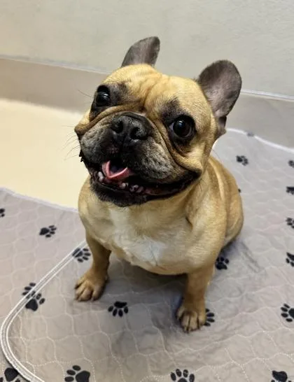 A young medium-sized female French Bulldog dog named Maggie for adoption in Pleasanton, CA