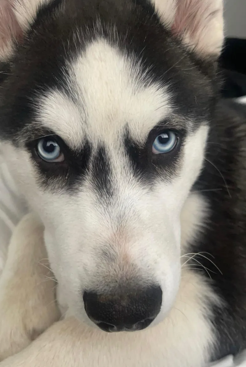 An adult medium-sized male Bicolor Husky dog named Luca for adoption in Shingletown, CA