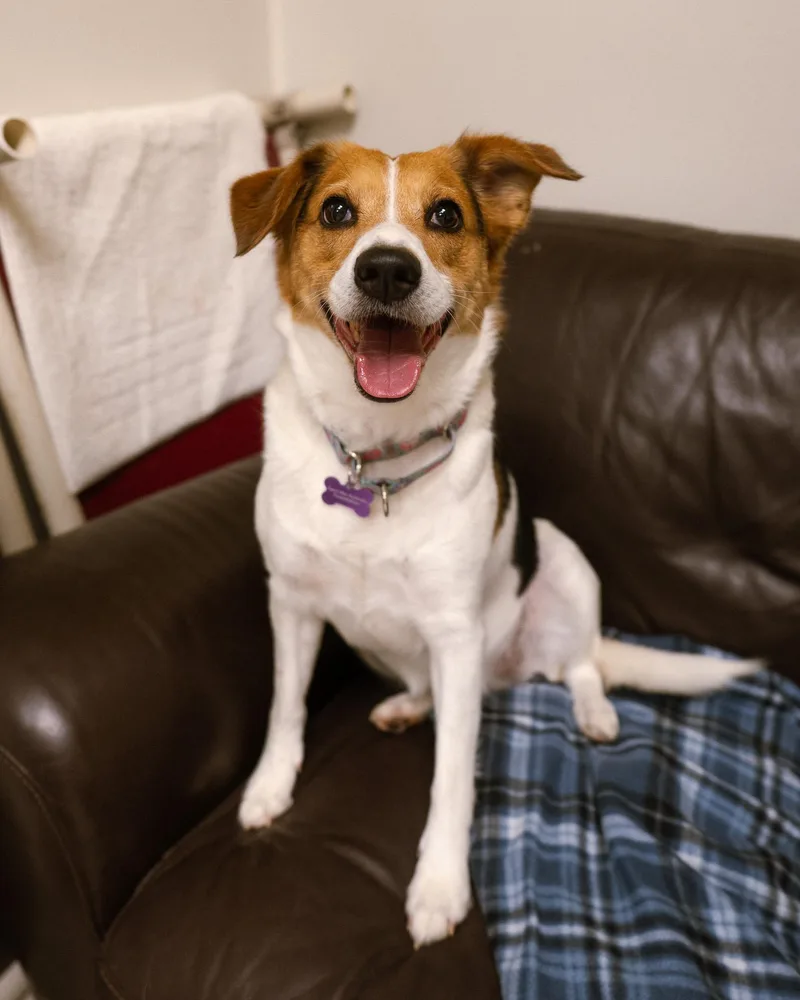 An adult medium-sized female Beagle dog named Dream for adoption in Cincinnati, OH