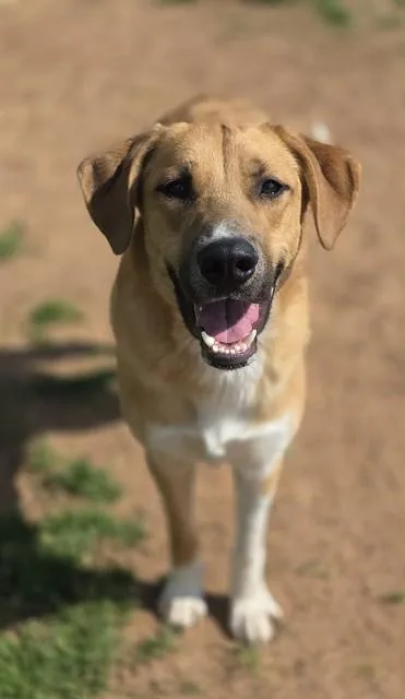 A young extra large-sized male Anatolian Shepherd dog named Holden for adoption in York, SC