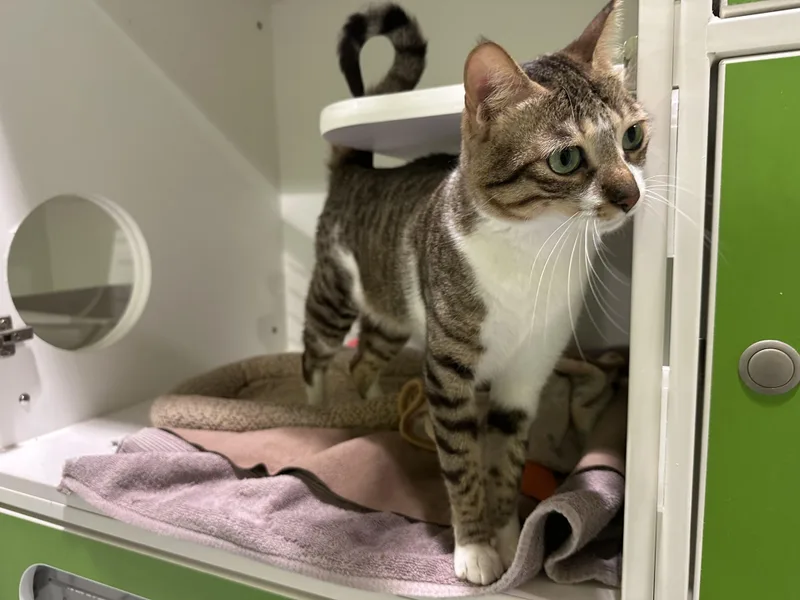 A young medium-sized female Tabby (Brown / Chocolate) Domestic Short Hair cat named Deema for adoption in Seattle, WA