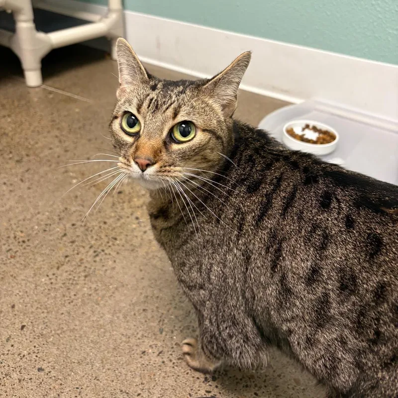 A senior medium-sized female Brown / Chocolate Domestic Short Hair cat named Granny Smith for adoption in Keizer, OR