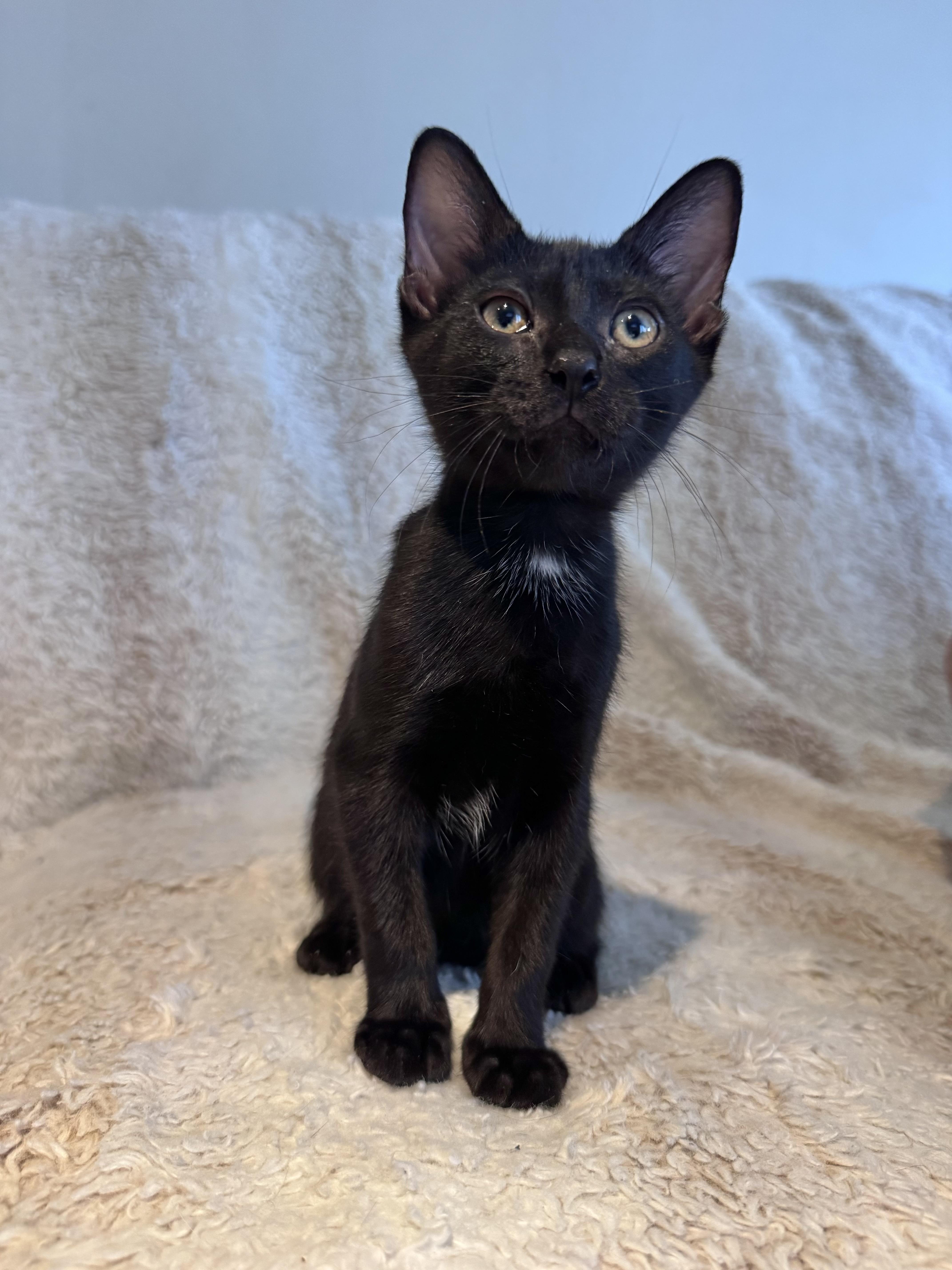 A baby medium-sized female Black Domestic Short Hair cat named Sable for adoption in Riverside, CA