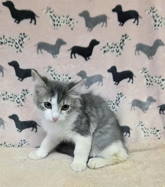 A baby small-sized male Domestic Short Hair cat named Phineas for adoption in Castaic, CA