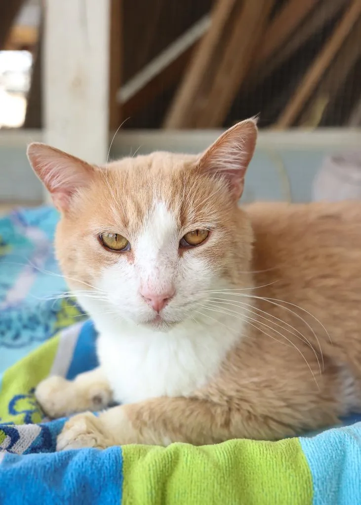 An adult large-sized male Orange & White Domestic Short Hair cat named Canelo for adoption in Mira Loma, CA