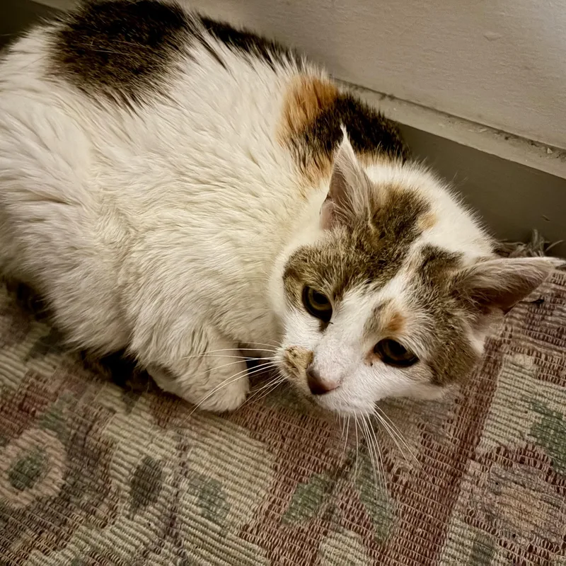 An adult medium-sized female Calico Domestic Short Hair cat named Margot for adoption in Richmond, VA