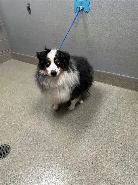 An adult large-sized male Australian Shepherd dog named Bruno for adoption in Las Vegas, NV