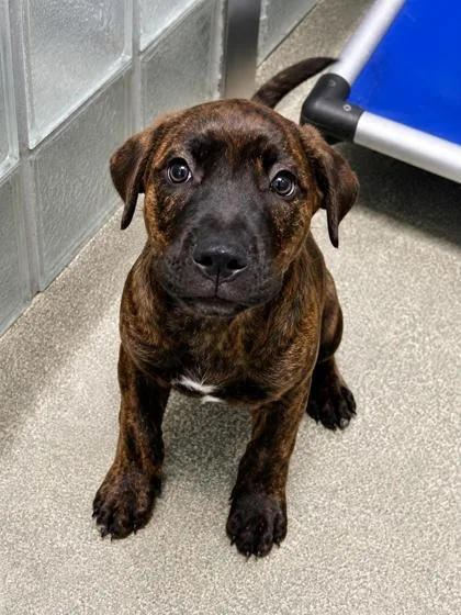 A baby small-sized female Labrador Retriever dog named Elowen for adoption in Washington, DC