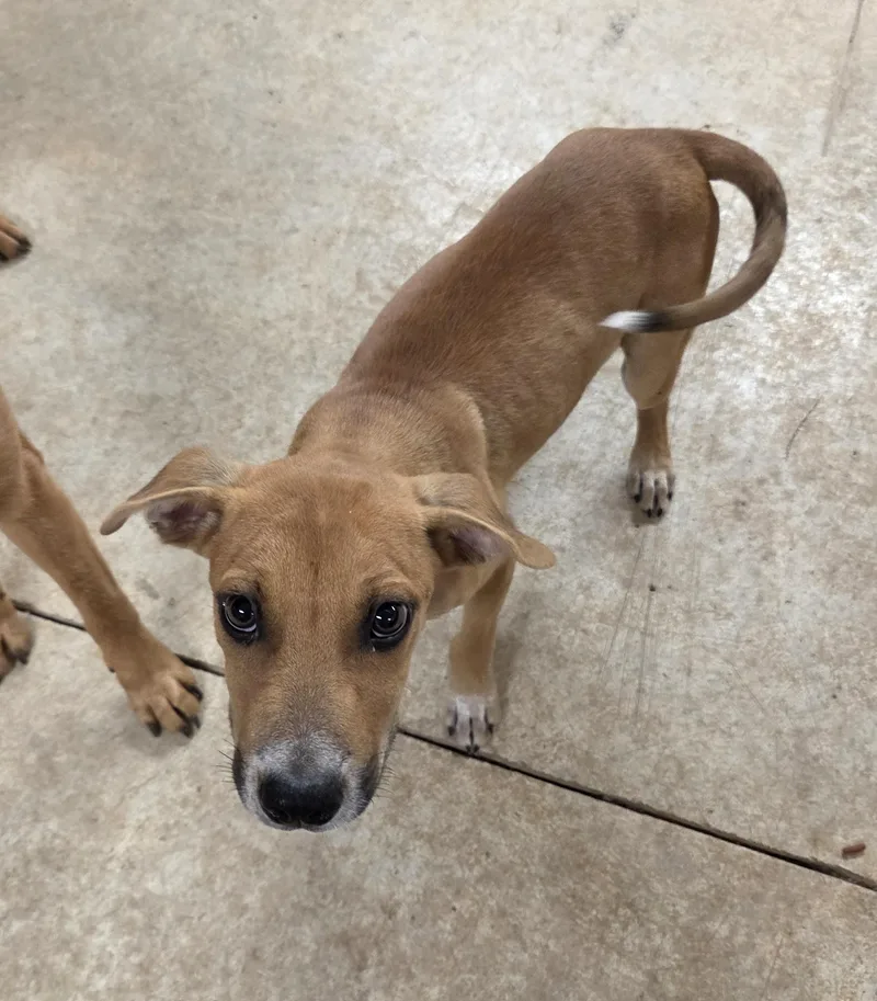 A young medium-sized male Cattle Dog dog named Trout for adoption in Bandera, TX