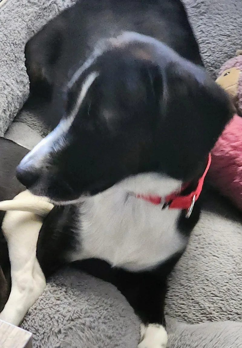 A young medium-sized male Beagle dog named Storytime for adoption in Tampa, FL