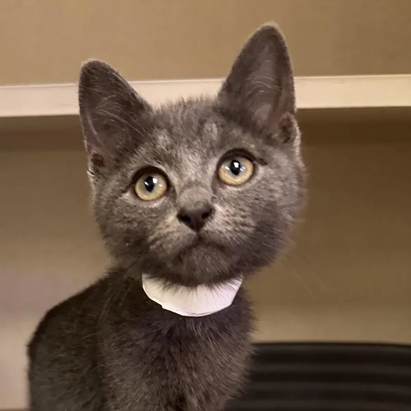 A baby small-sized male Gray / Blue / Silver Domestic Short Hair cat named Blue for adoption in New York, NY