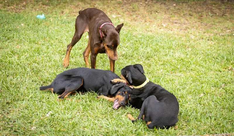 An adult large-sized female Red / Chestnut / Orange Doberman Pinscher dog named Erin for adoption in Pearland, TX