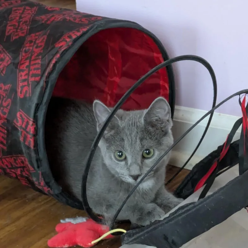 A baby medium-sized male Domestic Short Hair cat named Preston for adoption in Youngsville, NC