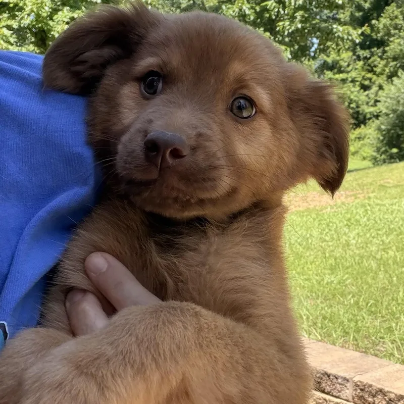 Ollie