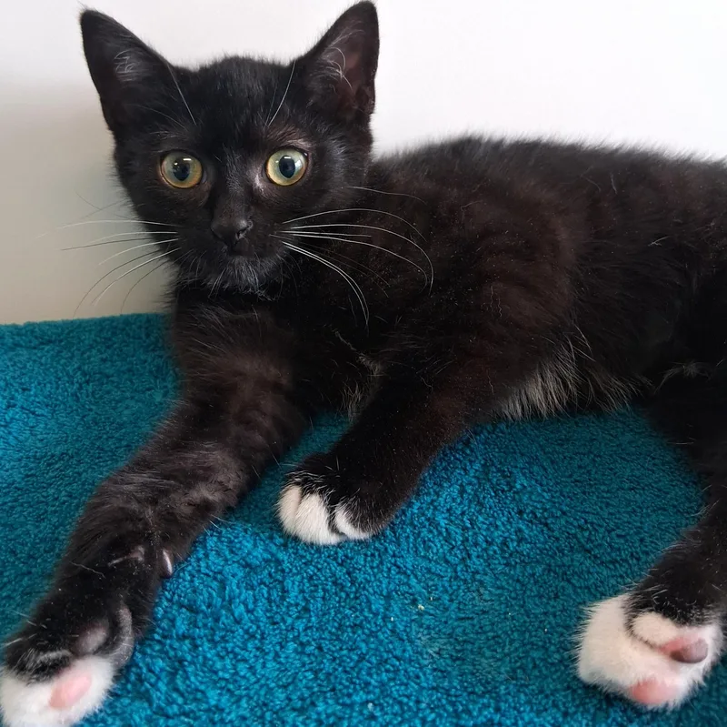 A young small-sized female Black Domestic Short Hair cat named Brigitte for adoption in Belmont, NY