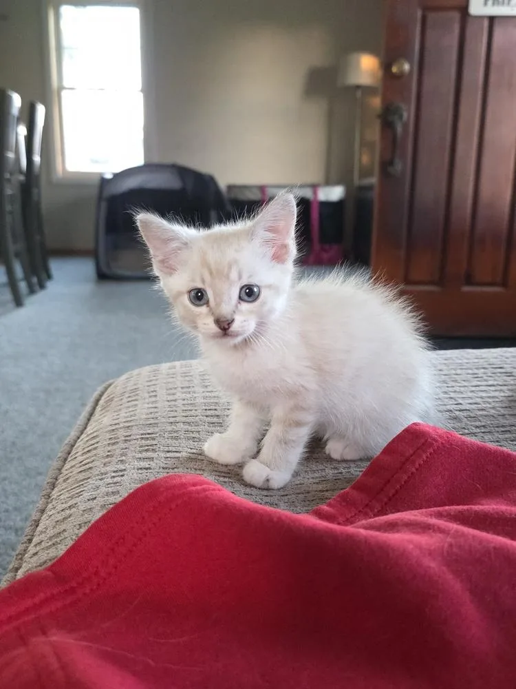 A baby small-sized male White Domestic Short Hair cat named Legolas for adoption in Metamora, IL