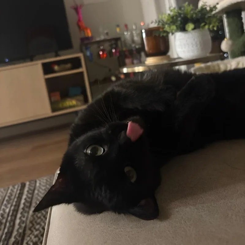 A senior large-sized female Black Domestic Short Hair cat named Moxy for adoption in Madison, WI