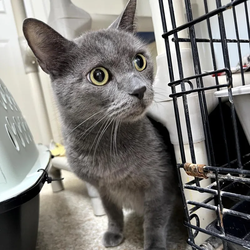 A senior large-sized male Gray / Blue / Silver Domestic Short Hair cat named Sigmund for adoption in Kanab, UT