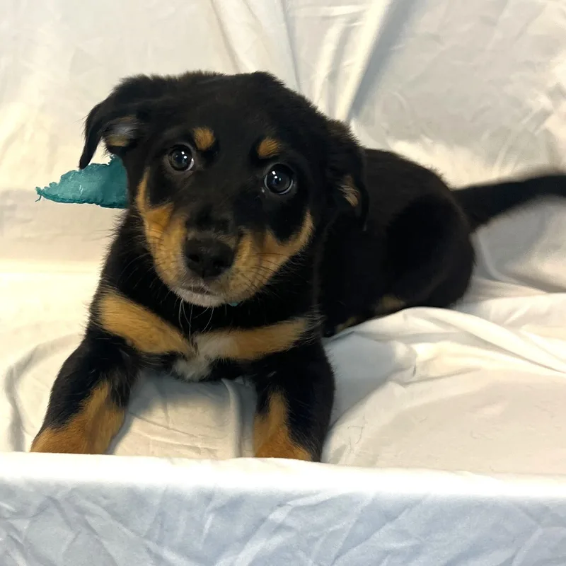 Nutty Buddy thumbnail 2