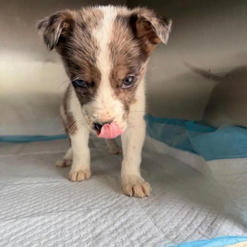 A baby small-sized female Gray / Blue / Silver Mixed Breed dog named Rosie for adoption in Hohenwald, TN