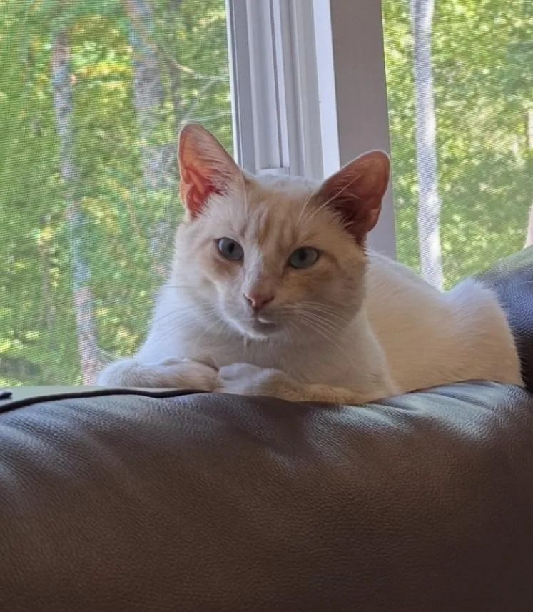 A young medium-sized male Siamese cat named Amaretto for adoption in Youngsville, NC