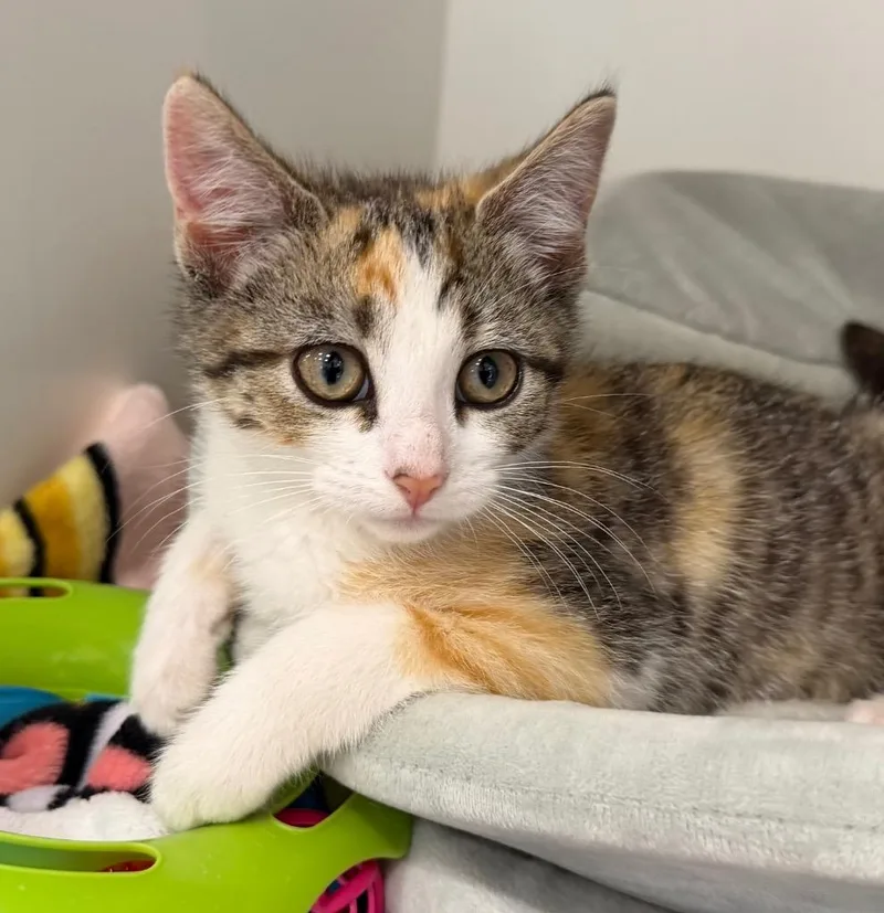 A baby medium-sized male Domestic Short Hair cat named Fynn for adoption in Columbia, IL