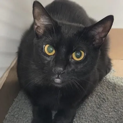 An adult medium-sized female Domestic Short Hair cat named Sally for adoption in Voorhees, NJ