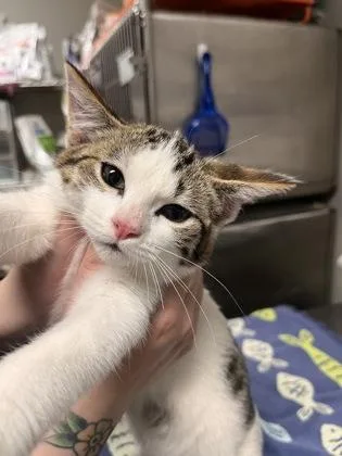 An adult small-sized female Domestic Short Hair cat named Lumi for adoption in Baton Rouge, LA
