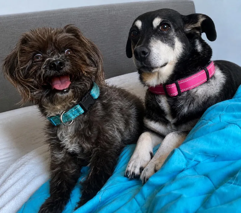 An adult small-sized female Hound dog named Skyler for adoption in Newport Beach, CA