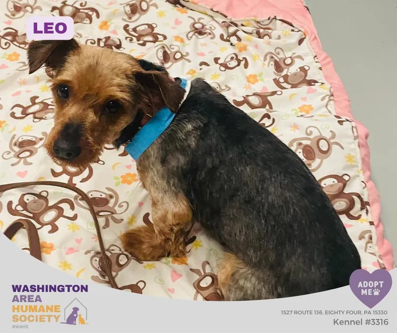 Leo