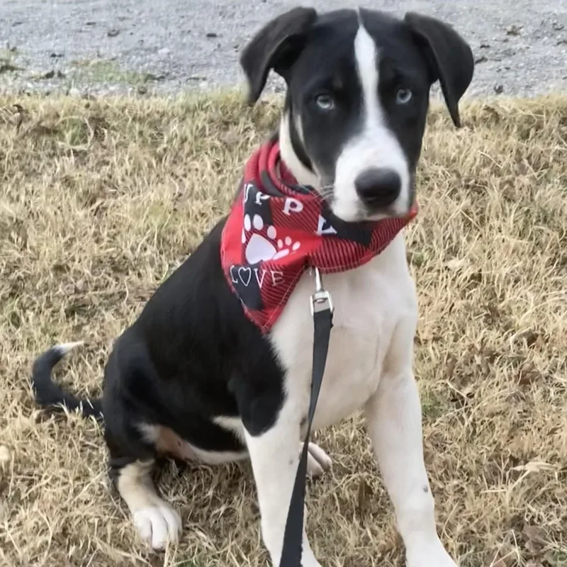 Elizabeth thumbnail 3