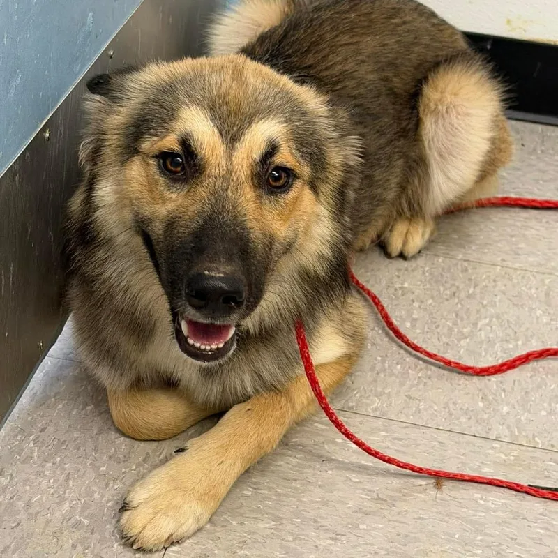 A young medium-sized female Black Husky dog named Shelly for adoption in Bastrop, TX