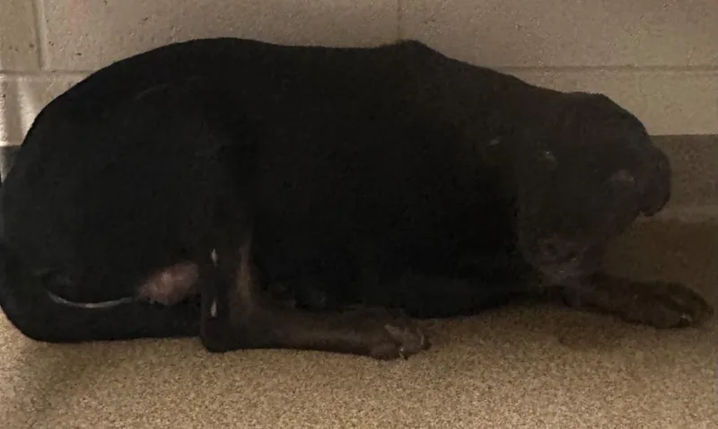 A young medium-sized female Mixed Breed dog named Old Dalton Adkira for adoption in Rome, GA