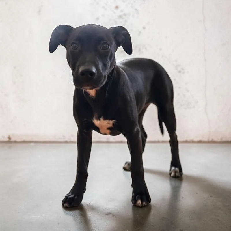 A baby medium-sized female Affenpinscher dog named Tasha for adoption in Charlotte, MI