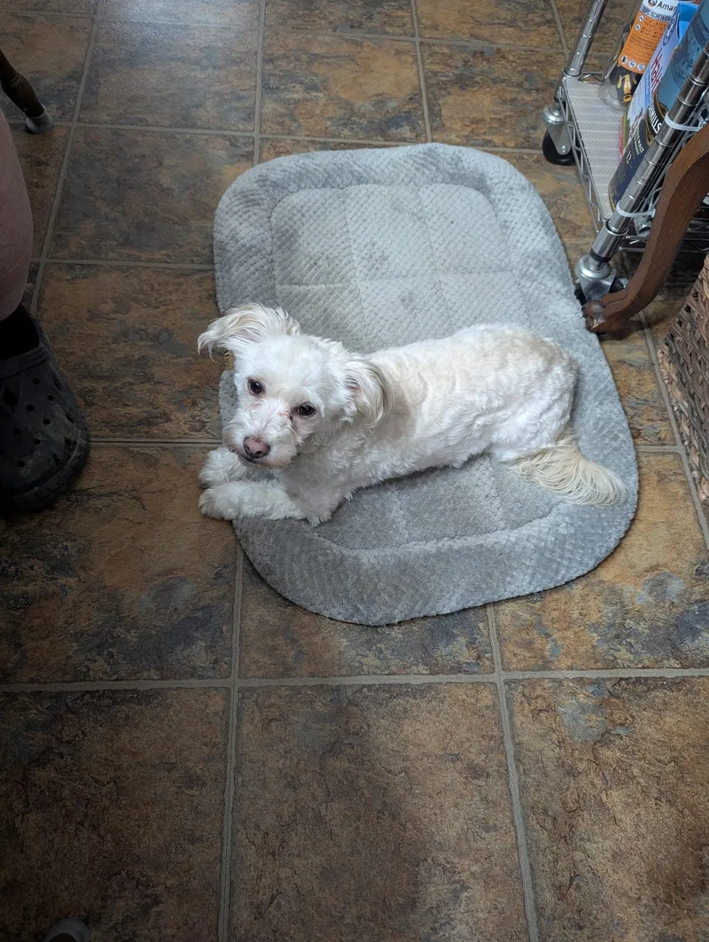 A young small-sized male White / Cream Maltipoo dog named Bennie for adoption in Stockbridge, GA