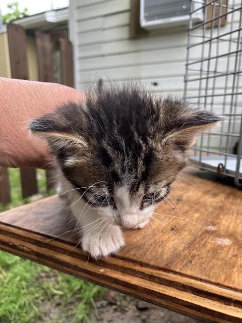 A baby large-sized male Domestic Short Hair cat named Scottie for adoption in Dallas, TX