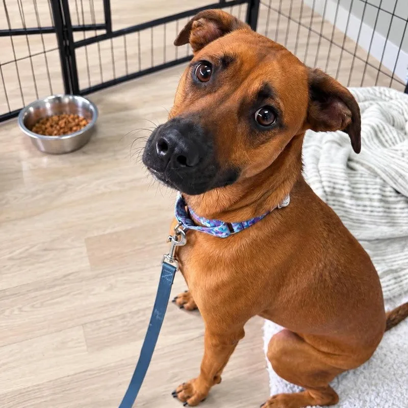 An adult medium-sized female Brown / Chocolate Belgian Shepherd / Malinois dog named Zayda for adoption in Griswold, CT