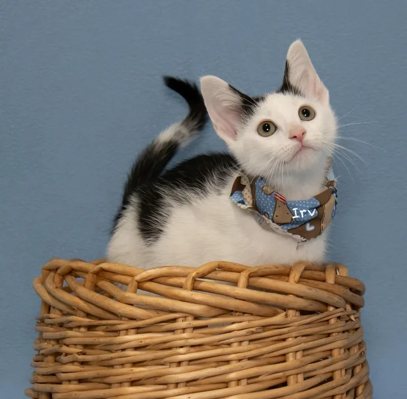 A baby small-sized male Domestic Short Hair cat named Irv for adoption in Hot Springs Village, AR