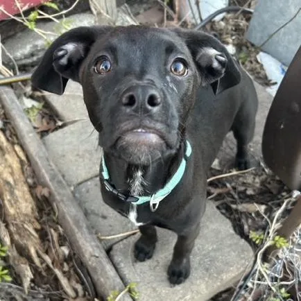 An adult medium-sized male Brindle Pit Bull Terrier dog named Reggie for adoption in Kansas City, MO