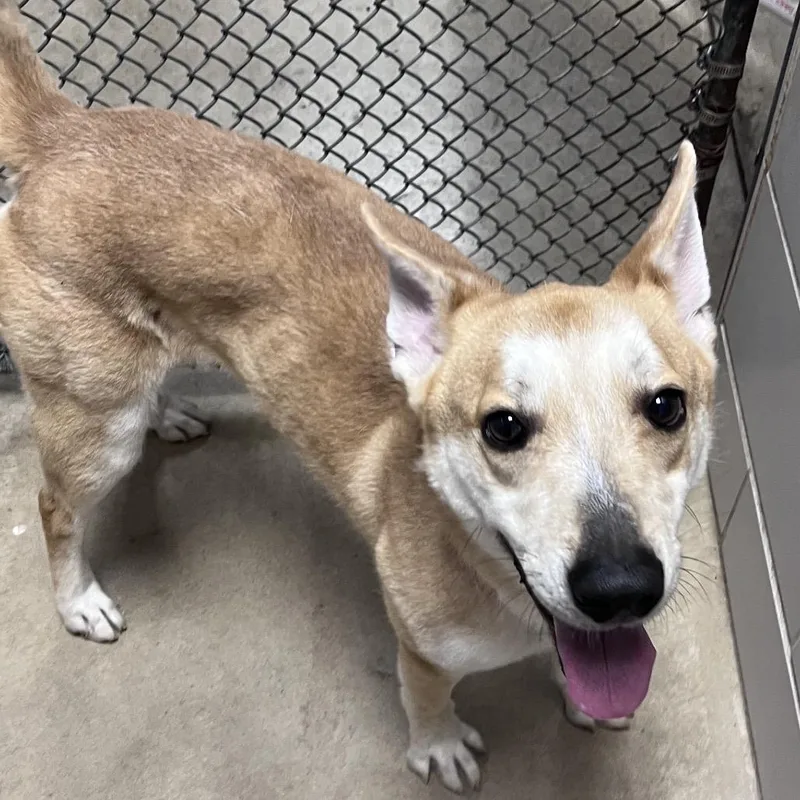 An adult medium-sized female Brown / Chocolate Mixed Breed dog named Bella for adoption in Grand Rapids, MI
