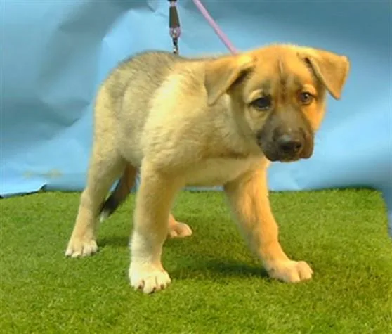 A baby small-sized male Siberian Husky dog named A for adoption in Gardena, CA