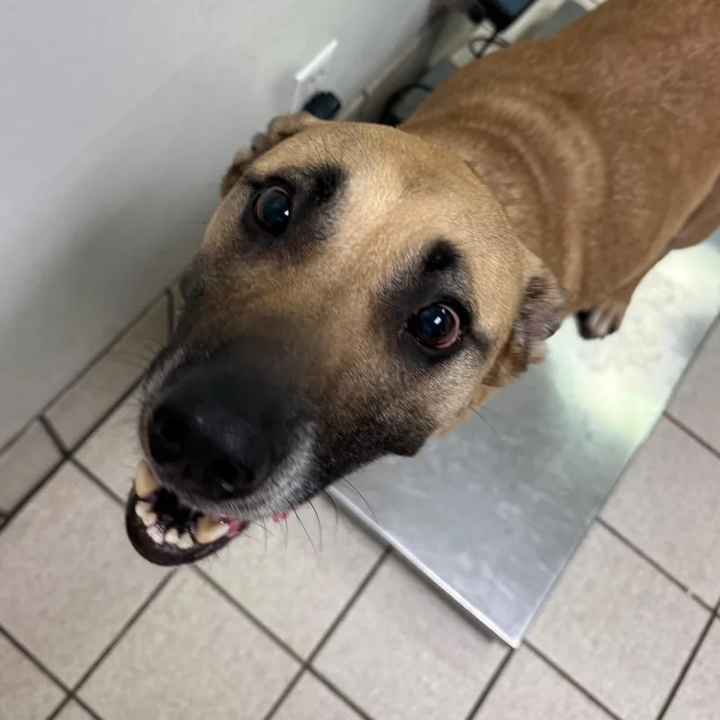 An adult large-sized female Yellow / Tan / Blond / Fawn Mixed Breed dog named Haven for adoption in Charleston, WV