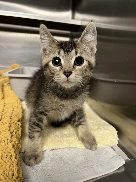 A baby small-sized male Domestic Short Hair cat named Ant for adoption in Richmond, VA