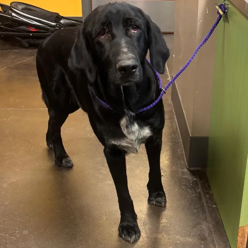 An adult large-sized male Black Labrador Retriever dog named Dutton for adoption in Norman, OK
