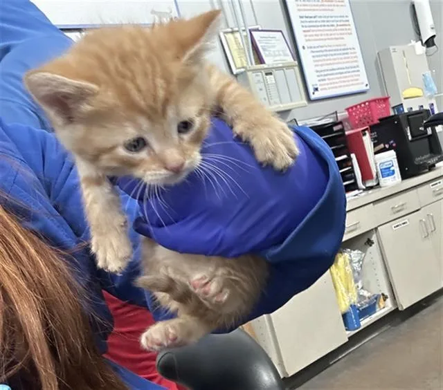 A baby medium-sized male Domestic Short Hair cat named Monsoon for adoption in Dallas, TX