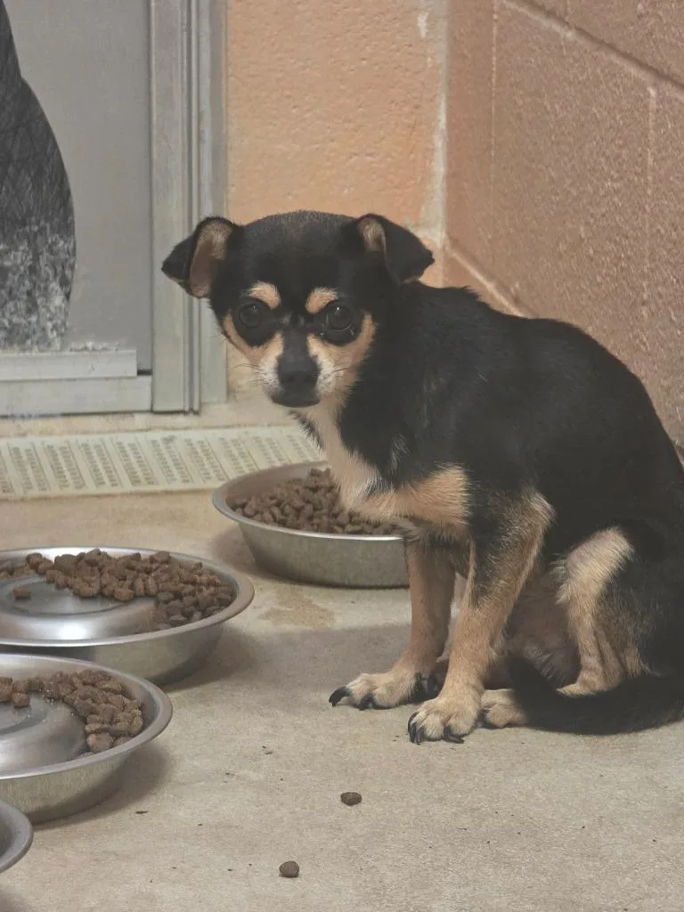 A young small-sized male Chihuahua dog named Spongebob for adoption in New Braunfels, TX